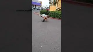 High as fuck