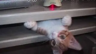 Funny &Cute Cats