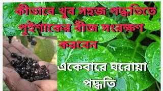 বাড়িতে কীভাবে বছরের পর বছর পুইশাকের বীজ সংরক্ষণ করবেন?Malabar spinach seeds collection.
