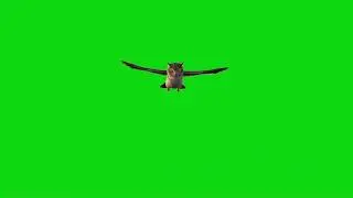 Flying Owl Green Screen | Owl Animation Stock Footage 