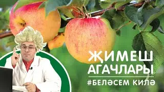 Җимеш агачлары / Плодовые деревья / Fruit trees