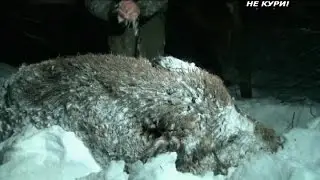 Boar hunting with approach