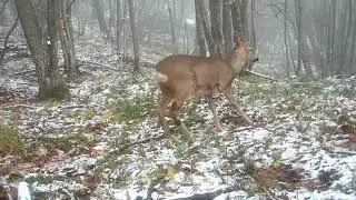 Capriolo mentre mangia, con uno sfondo semi innevato.