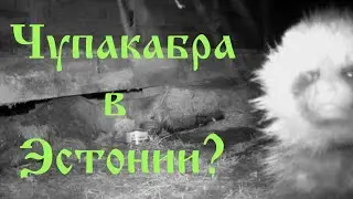 Чупакабра в Эстонии? Ночная фотоохота на диких животных.