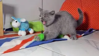 Meet Monty - Blue British Shorthair Kitten