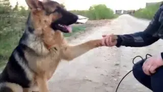 Здорова.      Собака даёт лапу