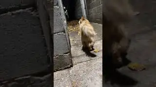 The Gang Boss Cat !