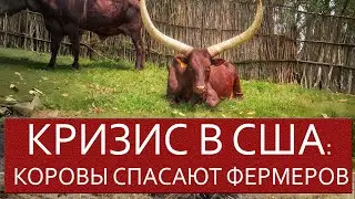 Кризис в США: коровы спасают фермеров