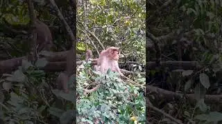 Wild Life #shortvideo #shorts #short #monkey