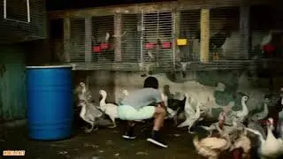 Luis Fonsi-Despacito