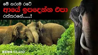 දවසින් දවස අපට අහිමි වෙන හස්තිරාජ පරපුර..