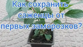 Сохраняю молодые саженцы от первых заморозков.