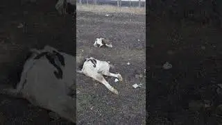 Разорвала телёнка неизвестный. Не тормози в лесопосадке. Вооружен предупрежден. 