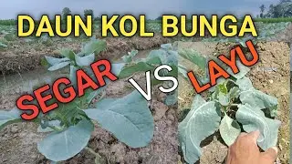 daun kol bunga layu bahayakah???
