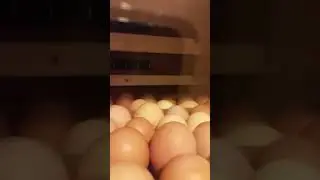 Первый цыпленок