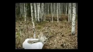 Россия Сибирь  Летняя сп-14 2014