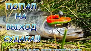 Проверил старое место! Выход судака на джиг на разные приманки!