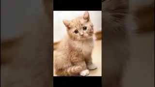 Эдит на котят 2