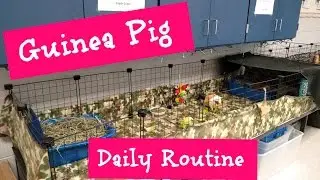 Guinea Pig Daily Routine