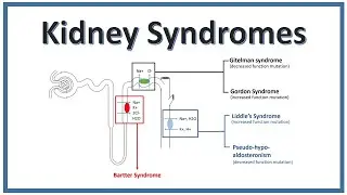 KIDNEY SYNDROMES | Bartter Syndrome, Gitelman Syndrome, Liddle's Syndrome | NEET