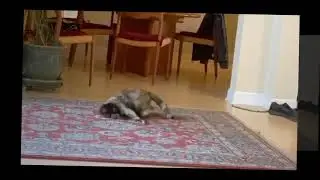 Tessa the Tumbling Cat