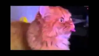 Приколы с кошками приколы с детьми. Смешное видео