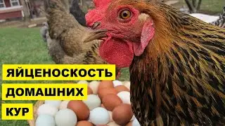 Как повысить яйценоскость домашних кур | Птицеводство | Домашние куры несушки | Яйценоскость несушек