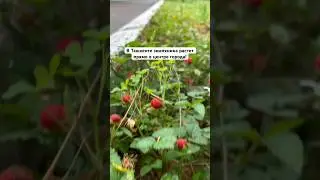 Земляника в городе