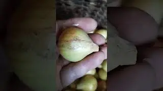 Трипс на репчатом луке. Как определить и бороться?