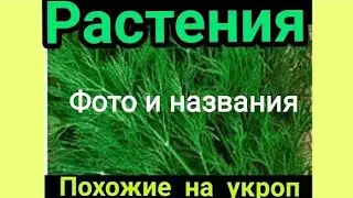 ТОП -  7 РАСТЕНИЯ ПОХОЖИЕ НА УКРОП