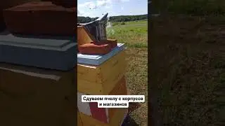 #пчеловодство