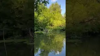 Утка полностью на крыле #охота #animals #косуля #животные #собака #рыбалка #кабаны #fishing #лоси