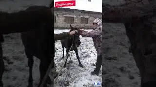 Кобылка. Опытный коневод. Грузим жеребенка.