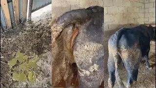 ВЫЛЕЧИЛ ЗЕЛЕНЫЙ, КРОВАВЫЙ ПОНОС У БЫКА