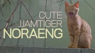 CUTE JJAMTIGER, NORAENG
