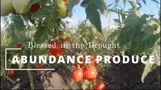 Thriving in Drought: Our Farm's Resilience with Tomatoes and More #Tomatoes #blessedfarmer