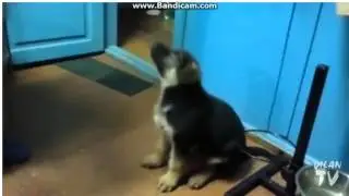собачка говорит мама