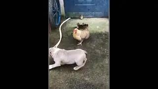 Chicken VS Dog Fight - Funny Dog Fight Videos