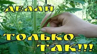 Томаты из пасынков!Самый быстрый способ,размножения томатов для открытого грунта!!!