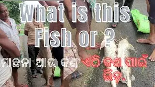 Fishing on Flood Water //ବର୍ଷାରେ ମାଛ ଧରା #giantfish #Samalbarrage #riverfish  #netfishing