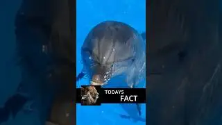 Not to stupid those dolphins 