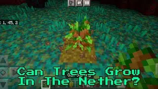 Can Trees Grow in Nether?