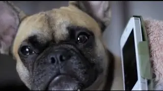 Lost Dog