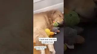 Watch my dog snuggle #sleep