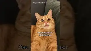 Кого лучше завести кошку или кота? 