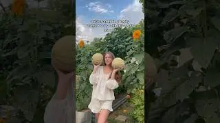 Making Sorbet Out Of Cantaloupe I Grew In My Backyard! #growyourownfood #backyardhomestead #growfood