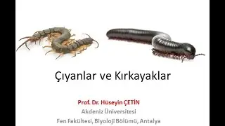 Evde çıyan ve kırkayak var!! ne yapmalıyım? Çıyanlar ve Kırkayaklar (Prof. Dr. Hüseyin ÇETİN)