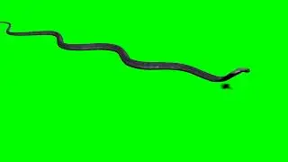 Snake 13 || Green Screen Videos