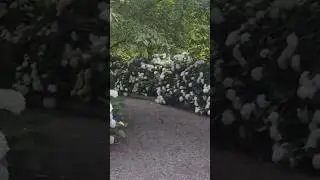 Белые гортензии