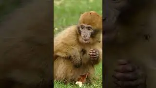 Cute Animals 🥰 // Adorable Animals // Funny Monkeys 🐒